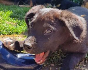 Rudi_1